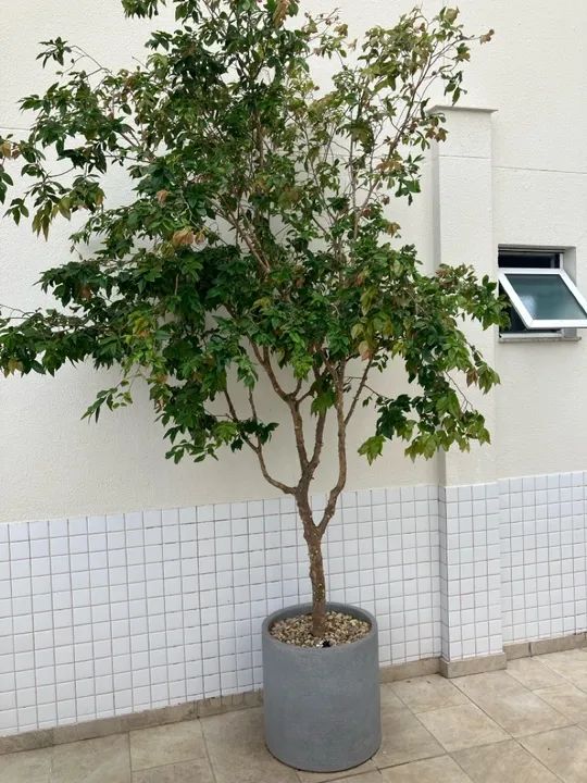 Pé de jabuticaba  - Foto 4