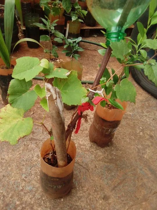 Jardim e hortaliças  - Foto 4