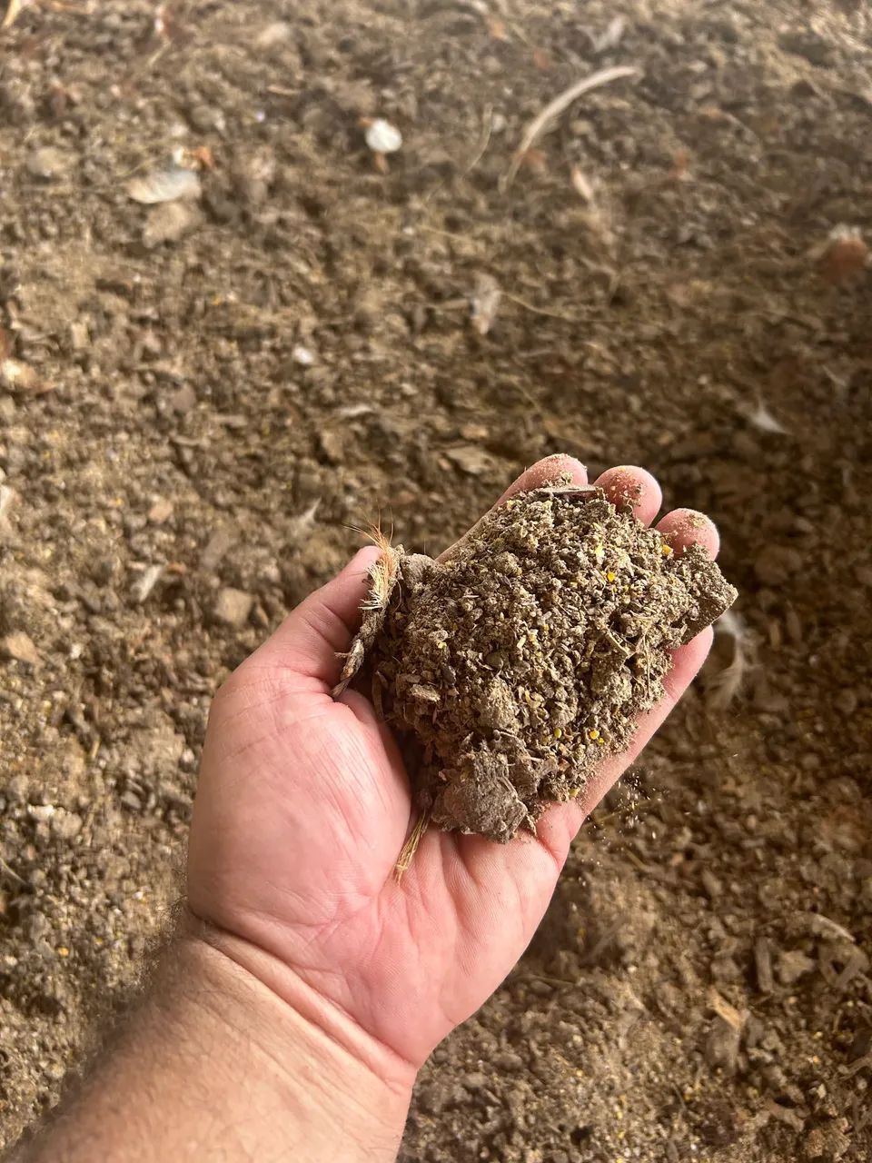 Adubo de galinha  - Foto 2