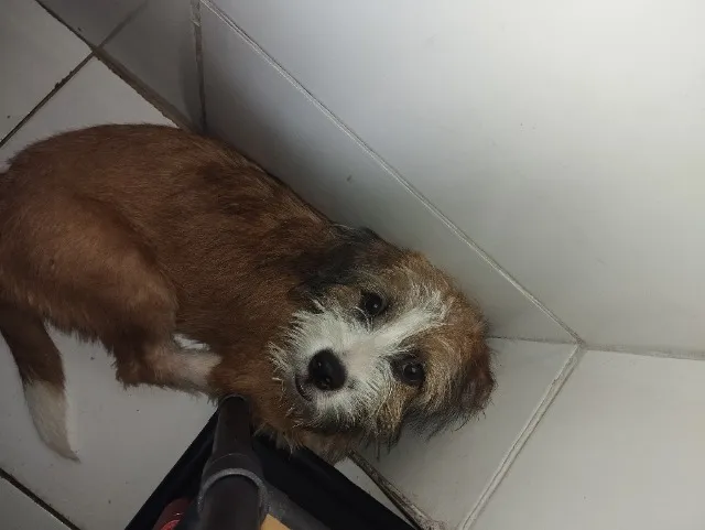 Cachorrinha mestiça 