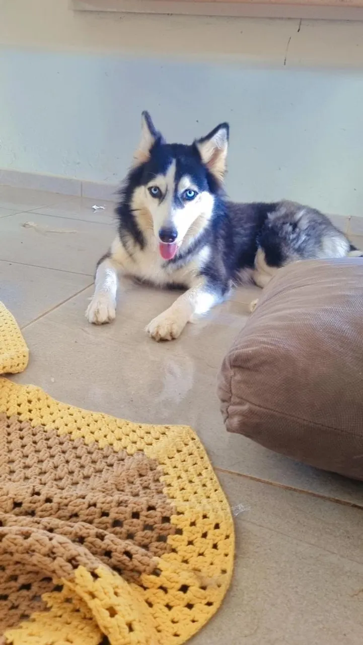 Husky Siberiano