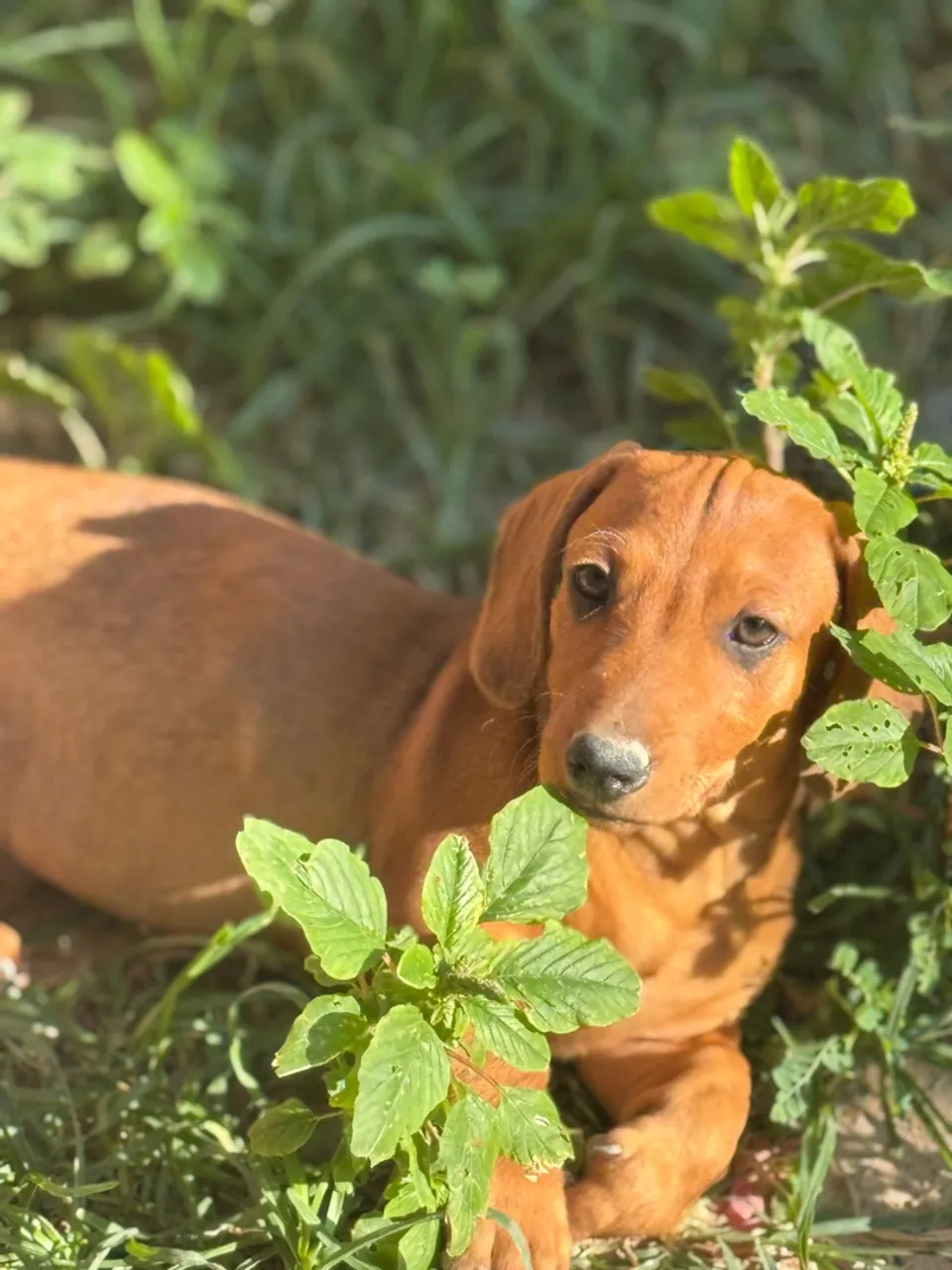 Filhote Dachshund