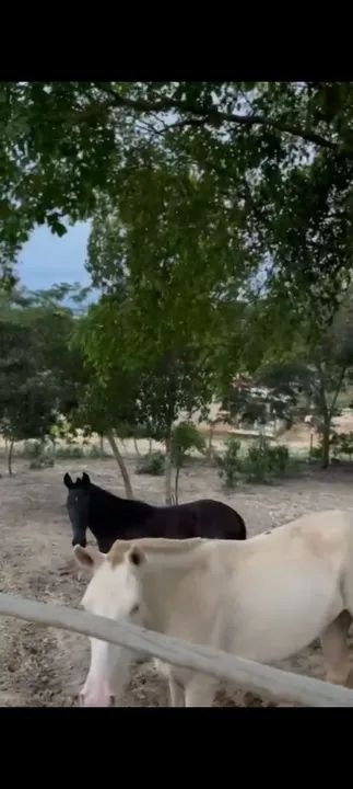 Potra preta linda - Foto 5