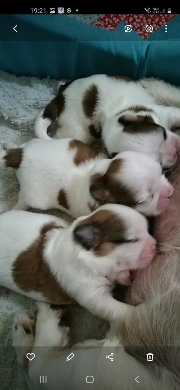 Filhotes de shihtzu quase a pronta entrega shihtzu de shihtzu coloração tricolor