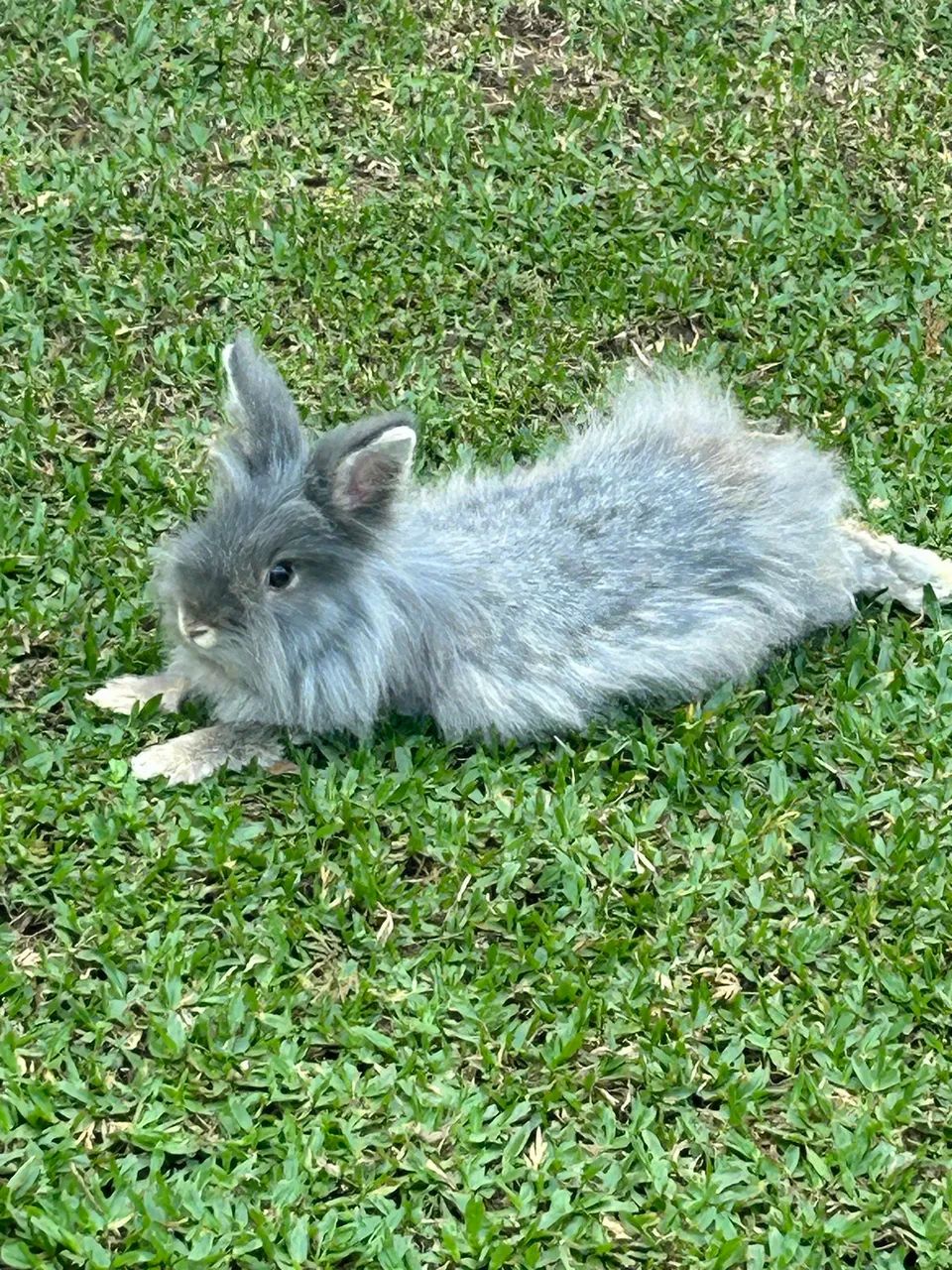 coelhos adultos  - Foto 2