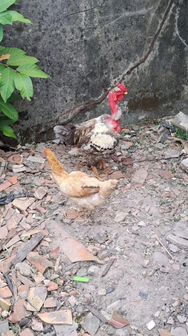 Frangos