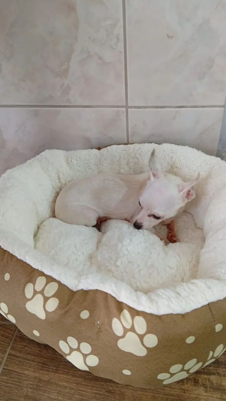 Vendo Pinscher fêmea com 2 anos - Foto 2