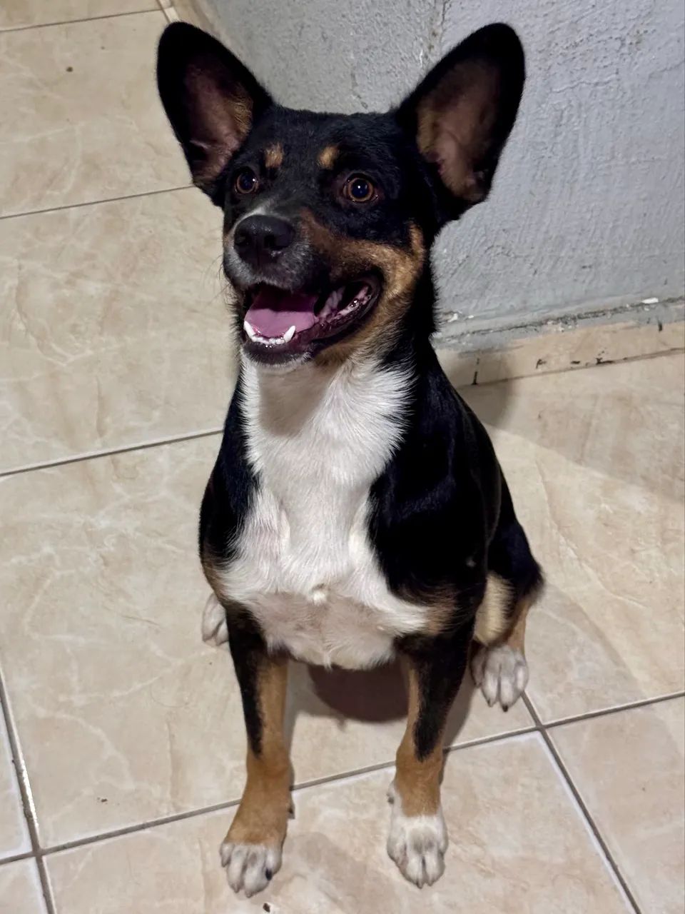 Adoção Responsável  - Foto 3