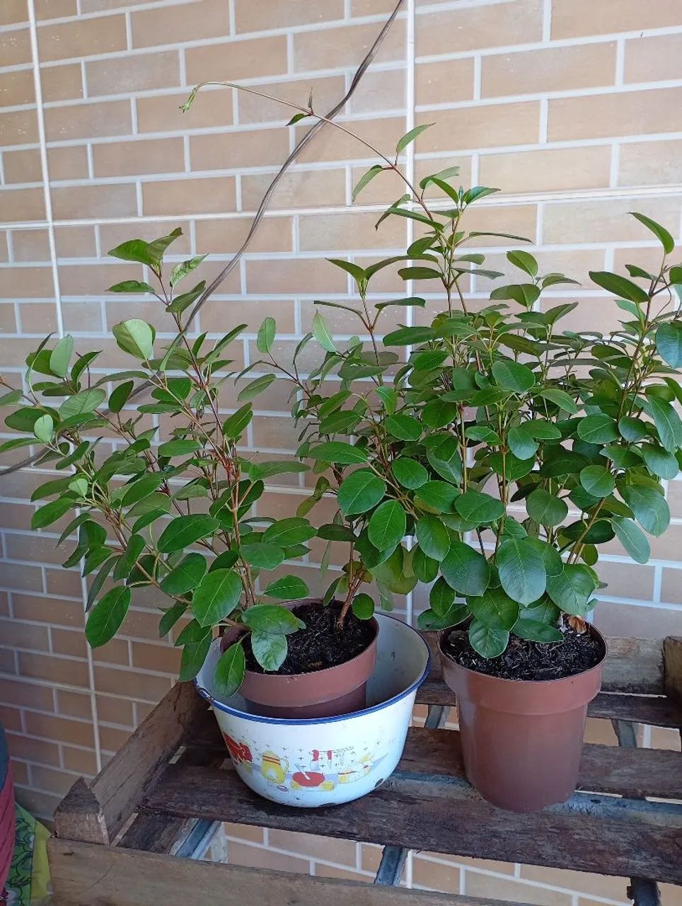 Sementes e plantas  - Foto 6