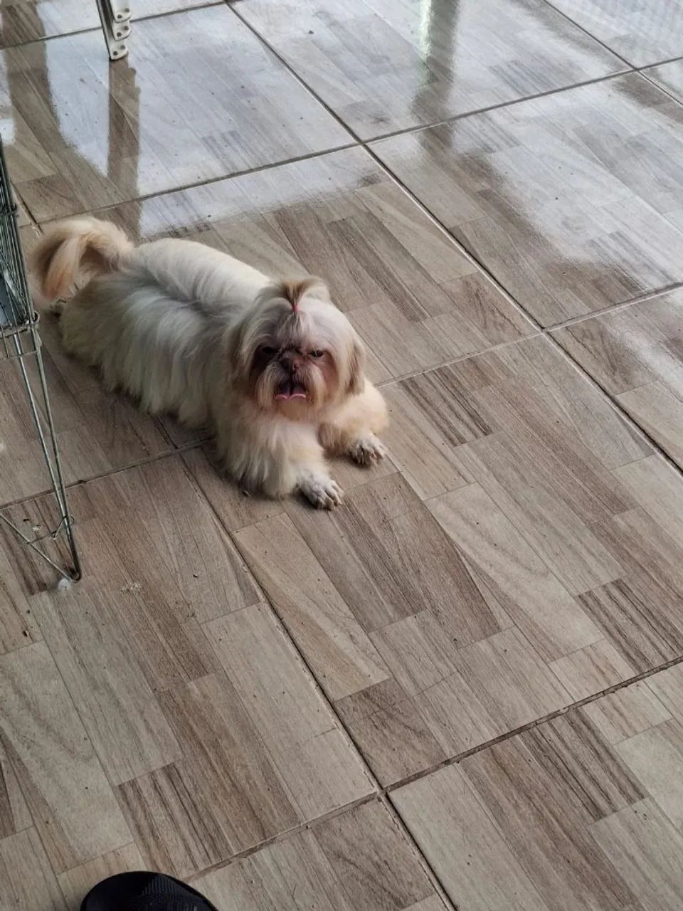 Shih tzu  - Foto 4
