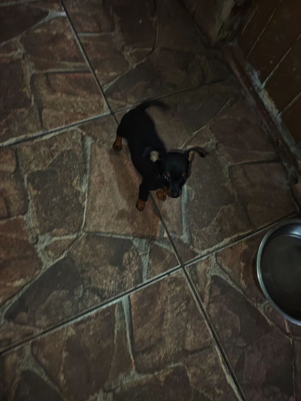 Pinscher macho 2 meses - Foto 3