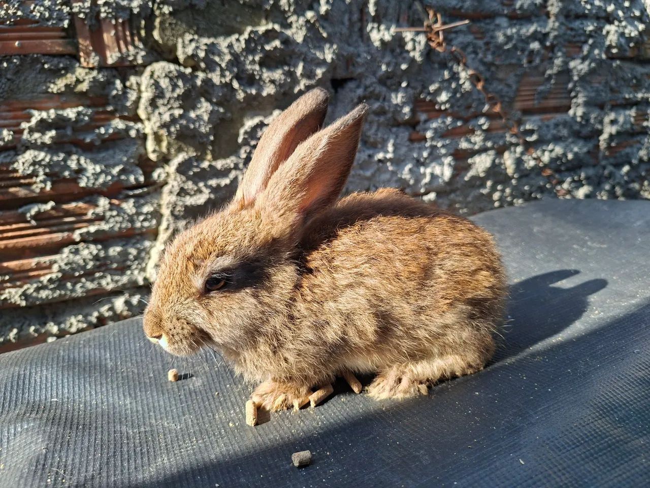 Coelhos  - Foto 2