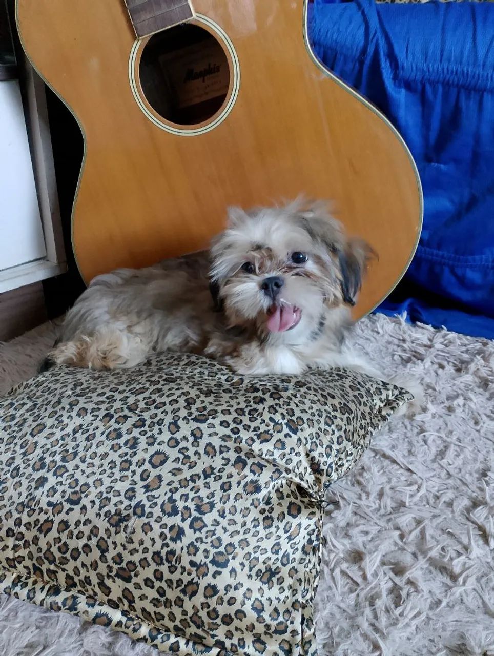 Filhote de Shih Tzu  fêmea  - Foto 6