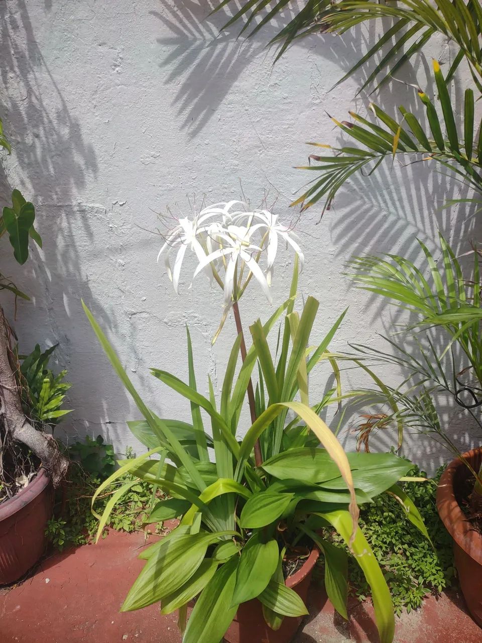 Planta para decorações  - Foto 5