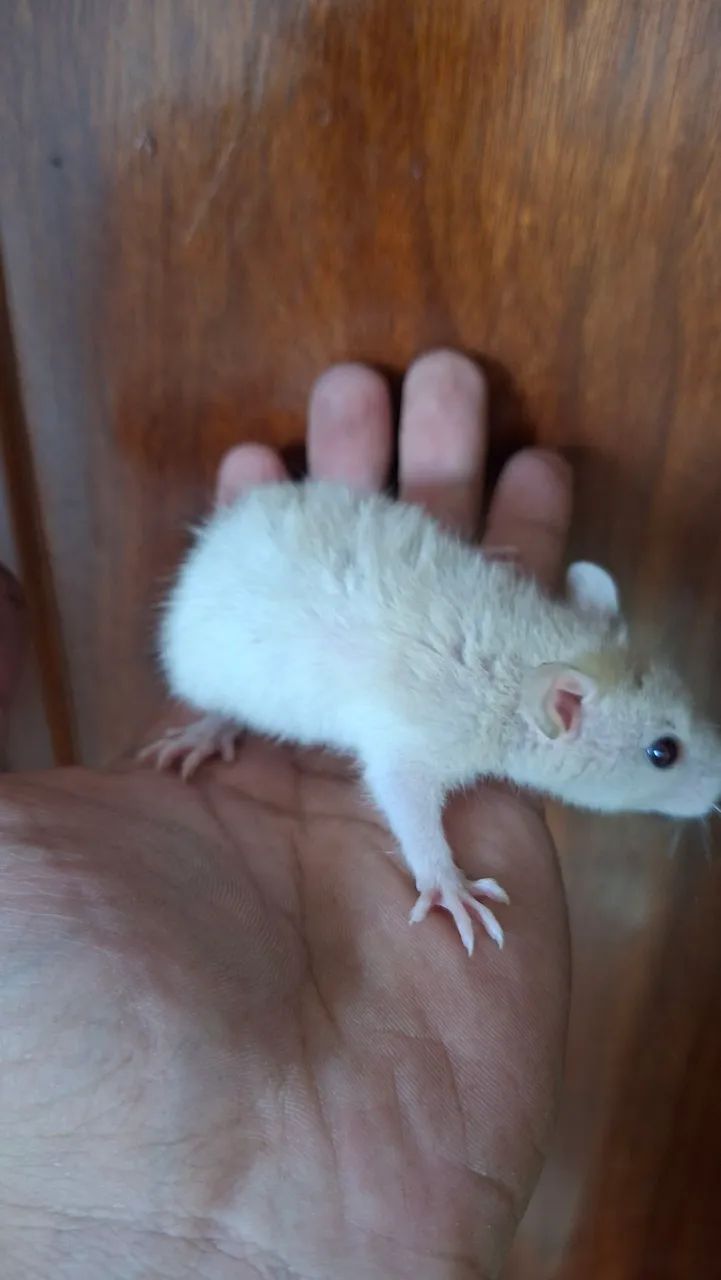 Rato twister - Foto 6
