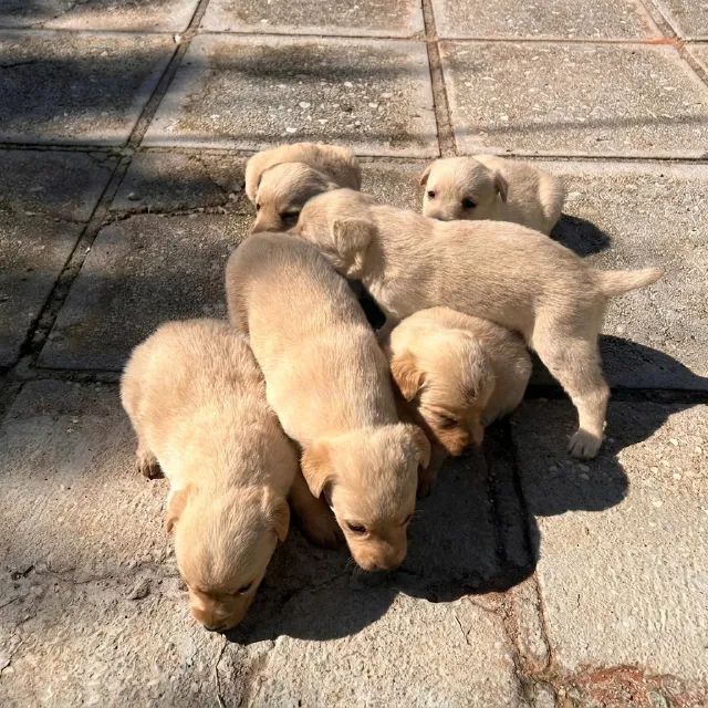 Labrador 