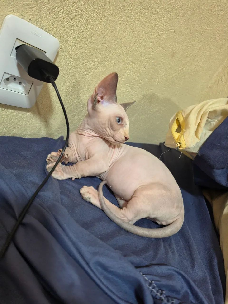 Sphynx bambina  - Foto 3