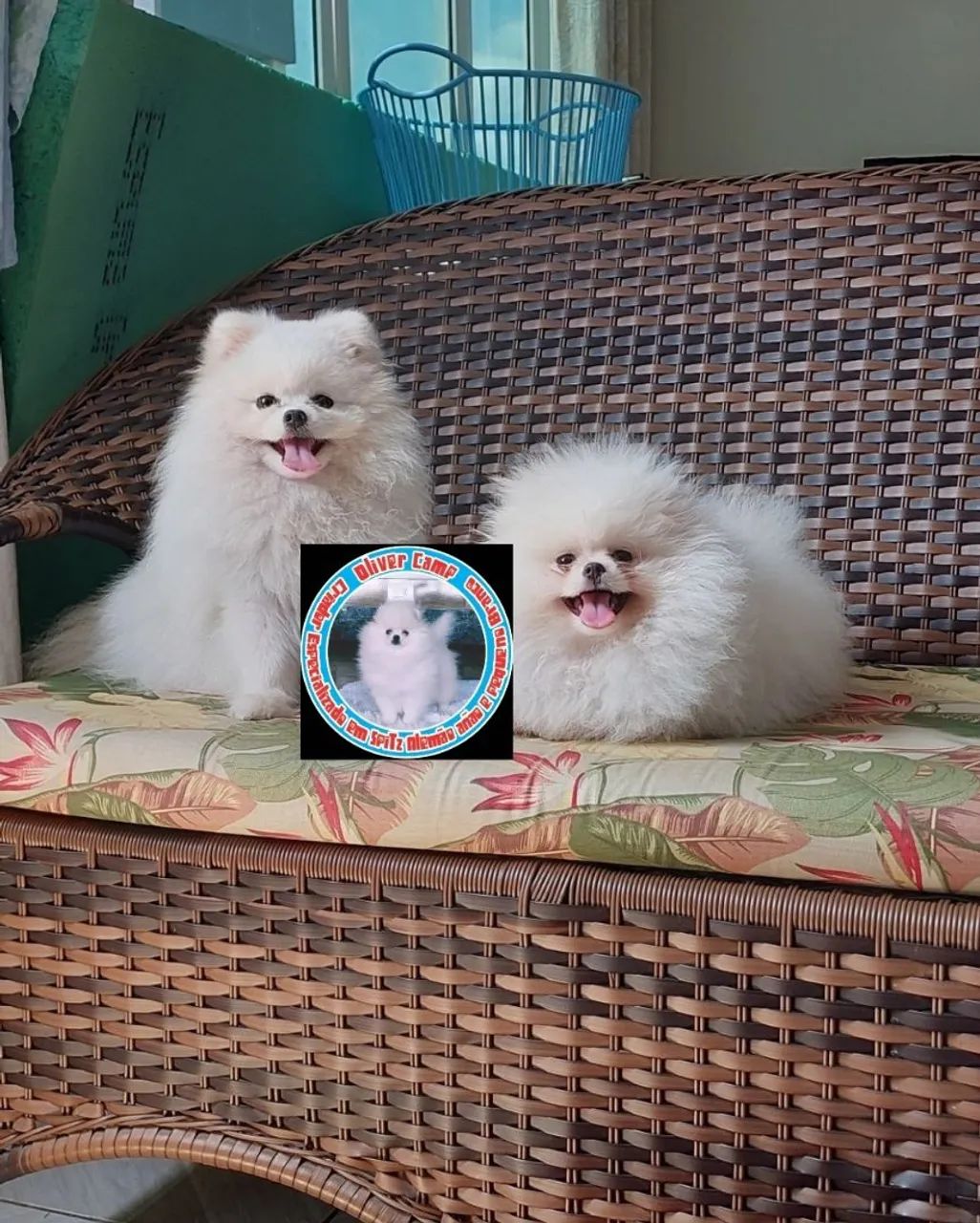 Spitz alemão anão branco  - Foto 4