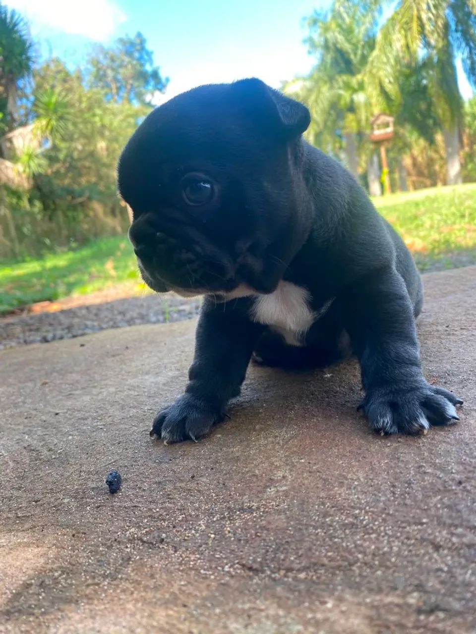 Buldog francês  - Foto 2