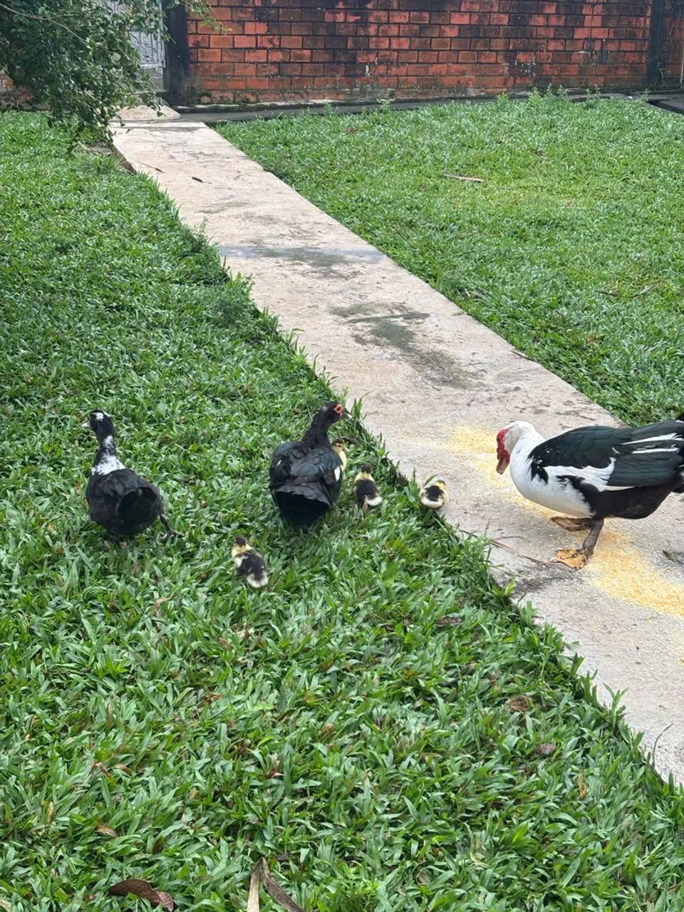 Patos - Foto 5