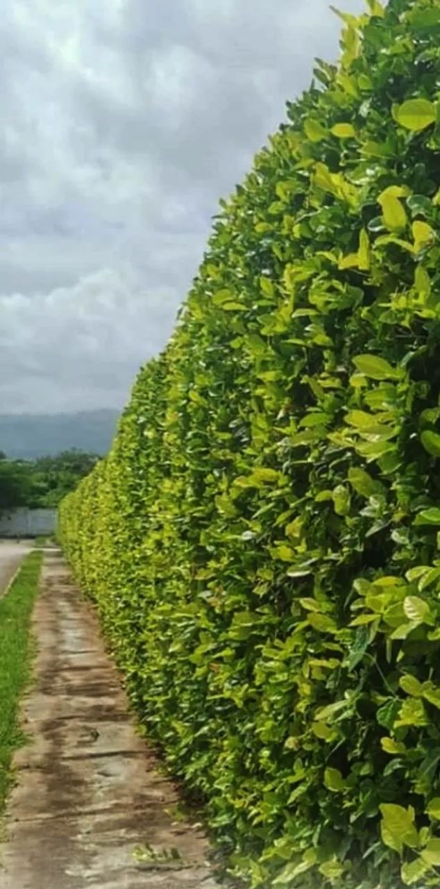 CERCA VIVA OU MURO VERDE MUDAS DE SWINGLEA GLUTINOSA - Foto 4