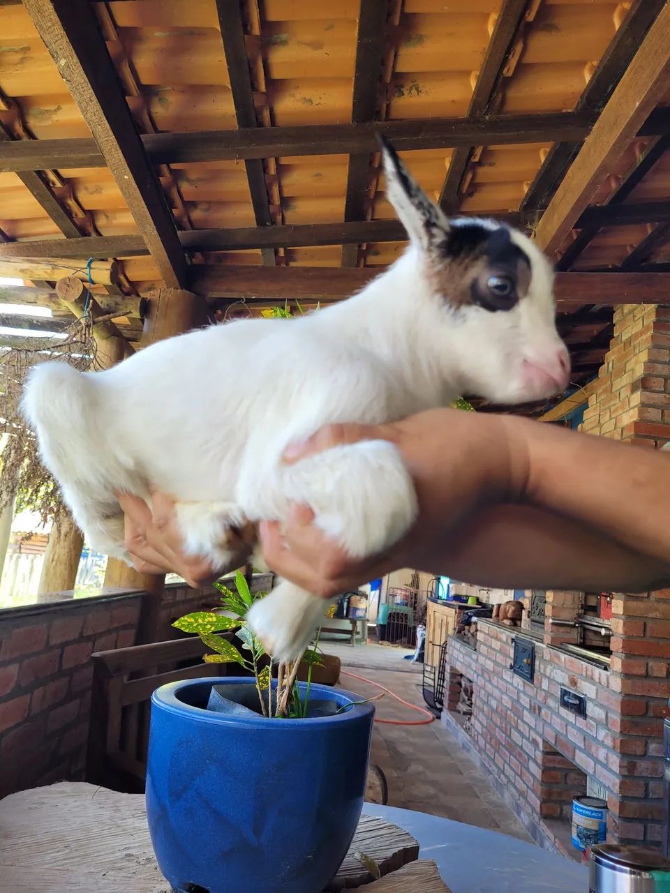 Mini cabritinho  PROMOÇÃO  - Foto 3