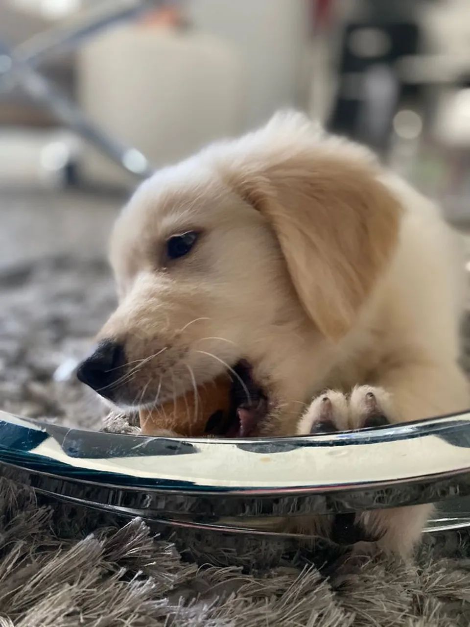 Golden Retriever 