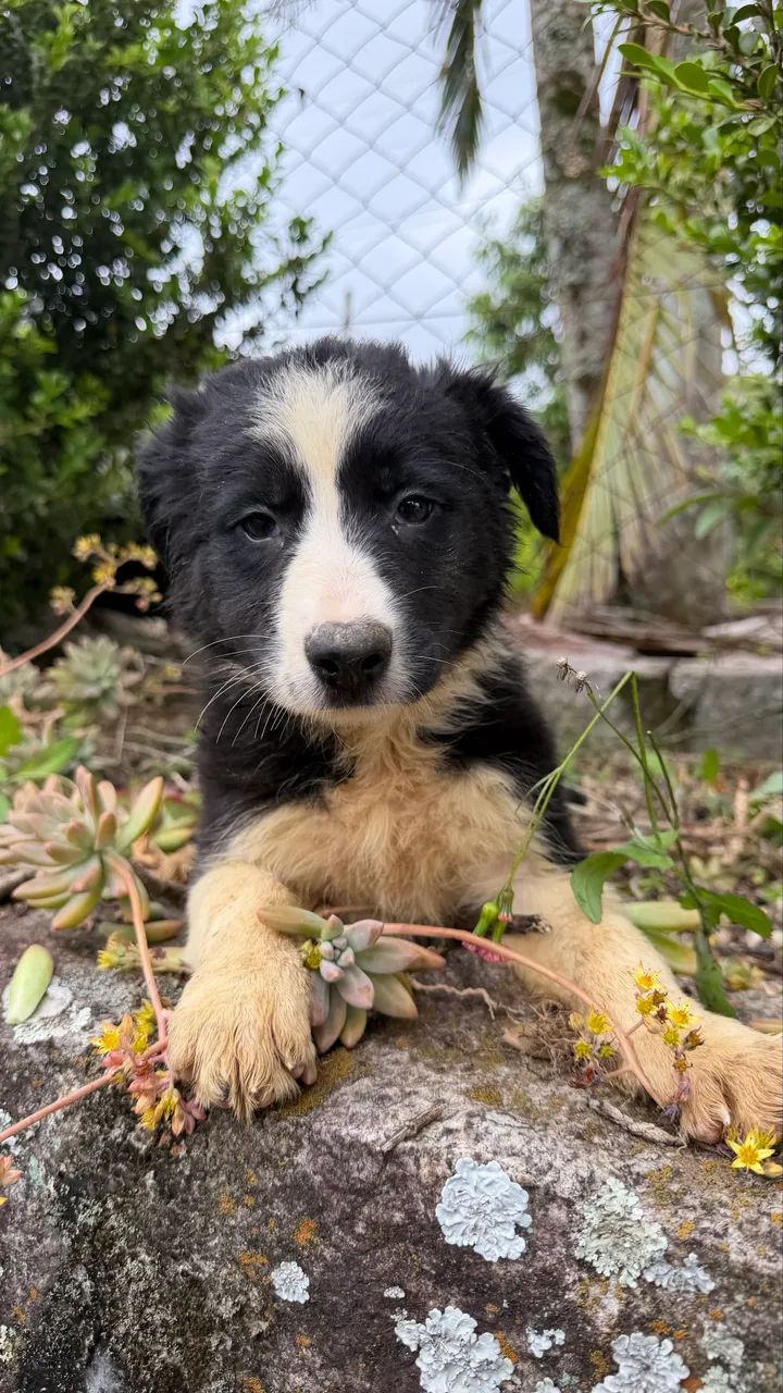Filhotes de Border Collie - Foto 3
