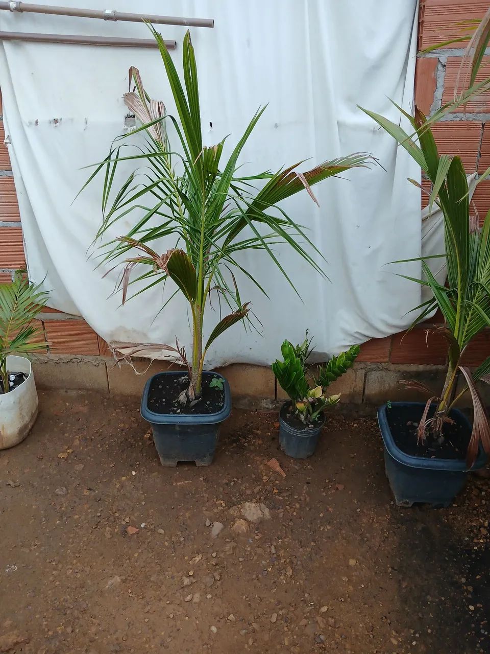 Vendo muda de coco anão  - Foto 2