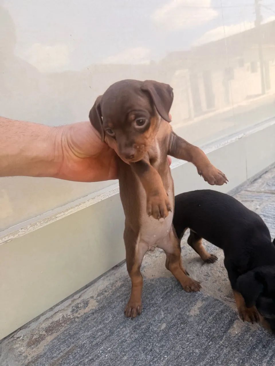 Pinscher  - Foto 2