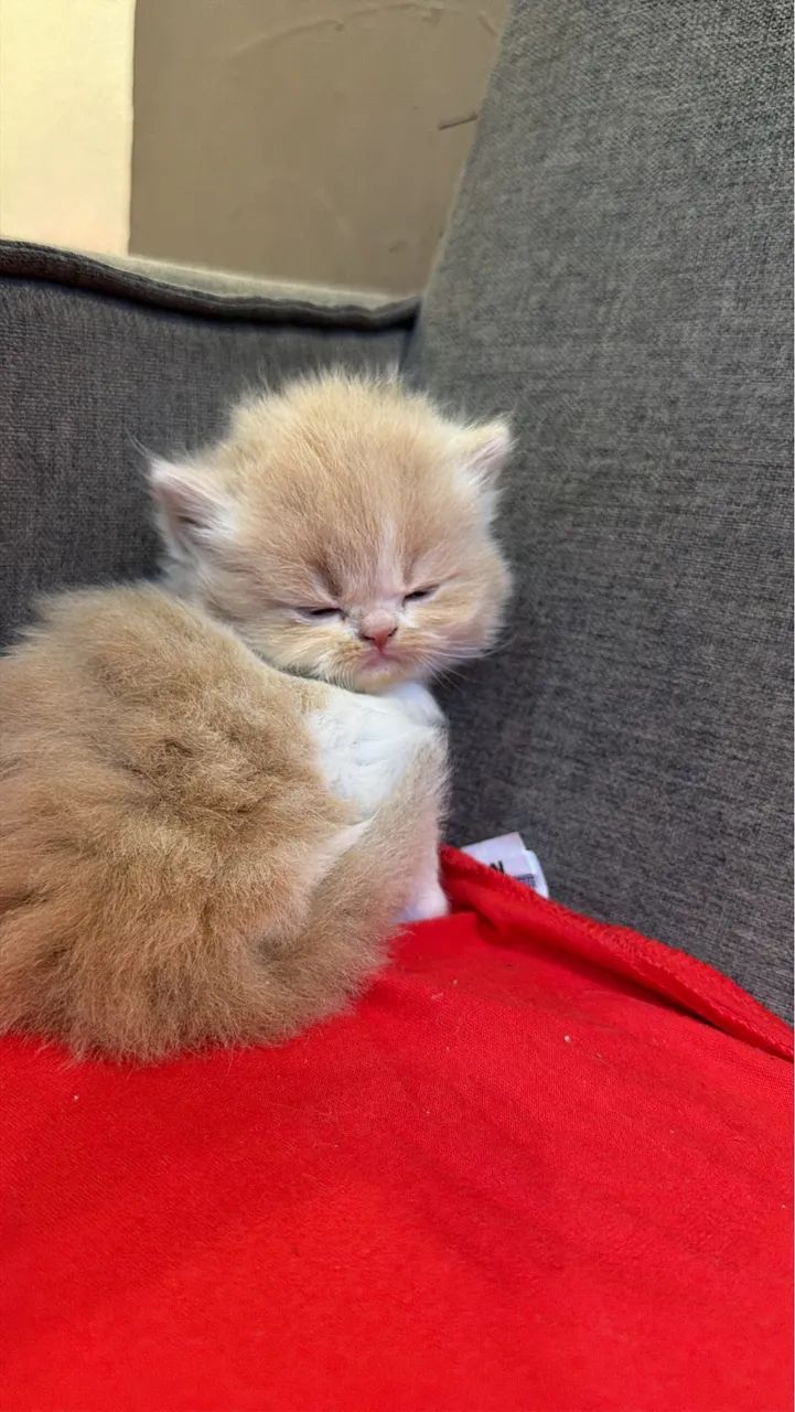GATINHO PERSA R$ 1.450,00