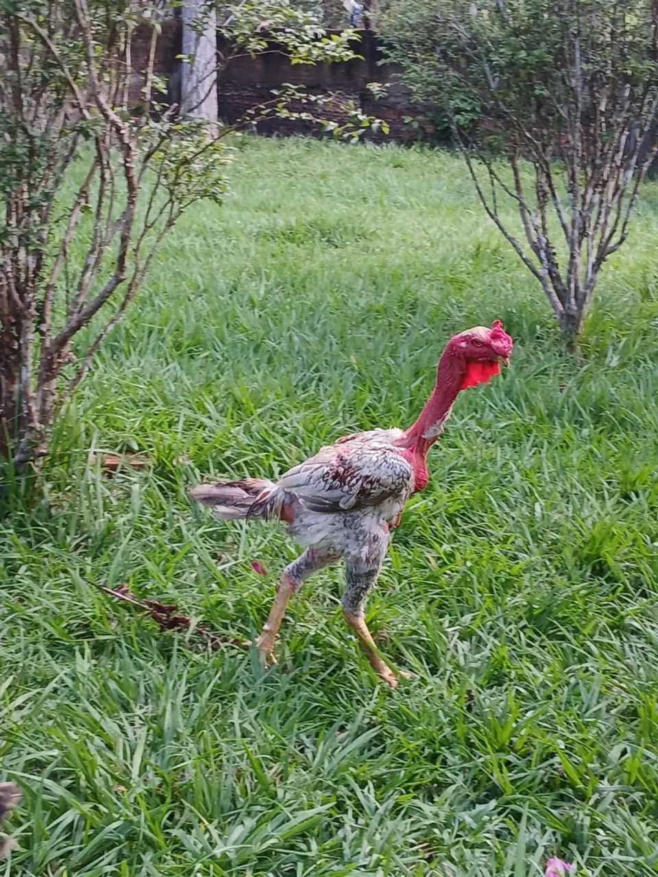 VENDA DE AVES - PORTO VELHO / RO ? - Foto 4