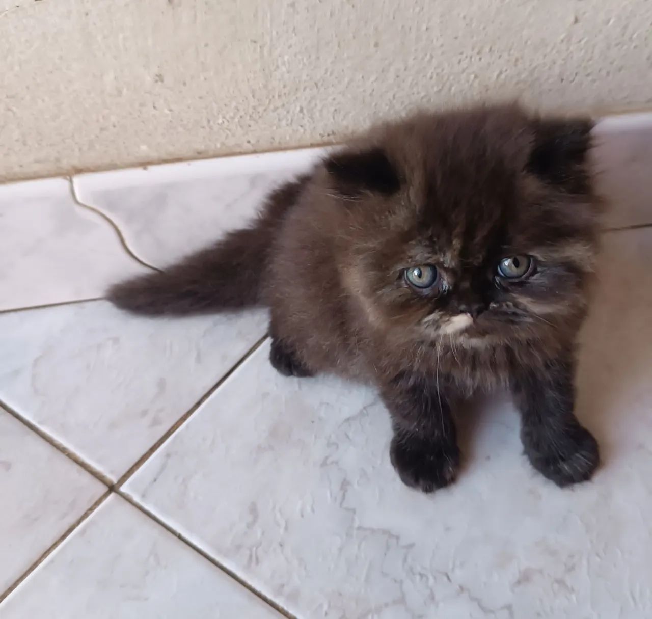 Gato persa - Foto 3