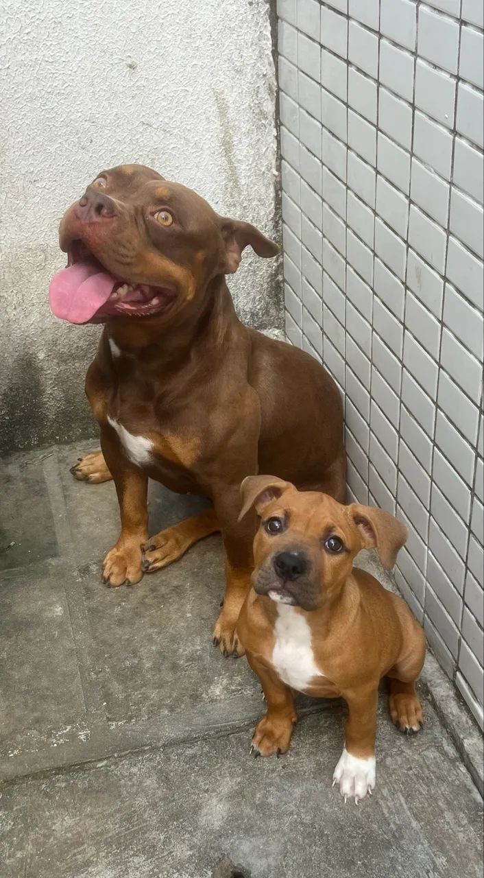 American Bully Pocket - Foto 4