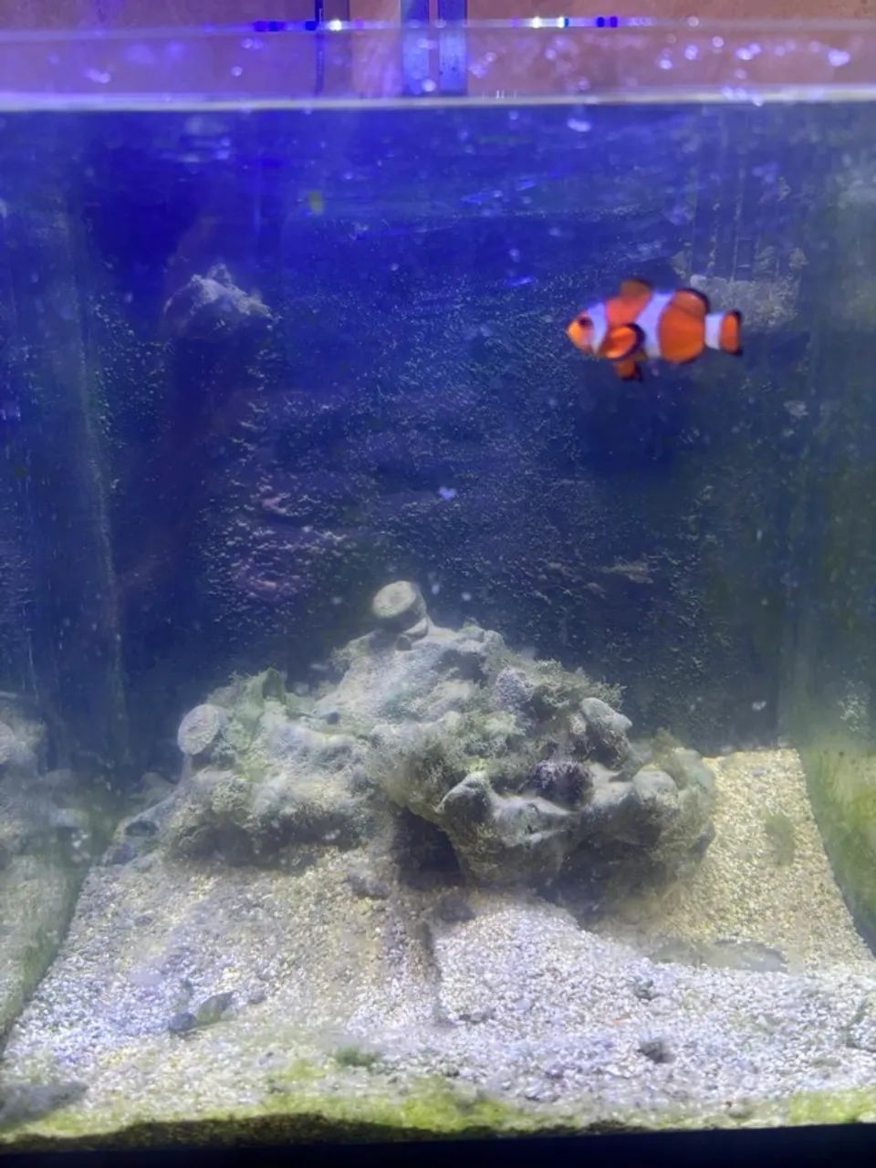 Aquário 40L Completo com Samp + Luminária Artika Ocean Tech  - Foto 2