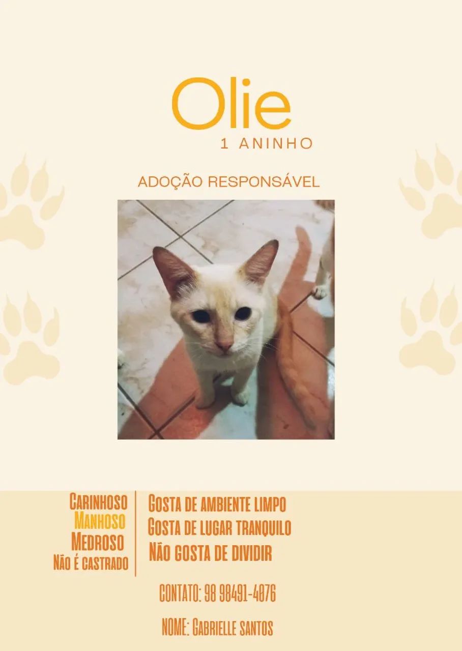 DOAÇÃO DE GATOS ( URGÊNCIA ) - Foto 2