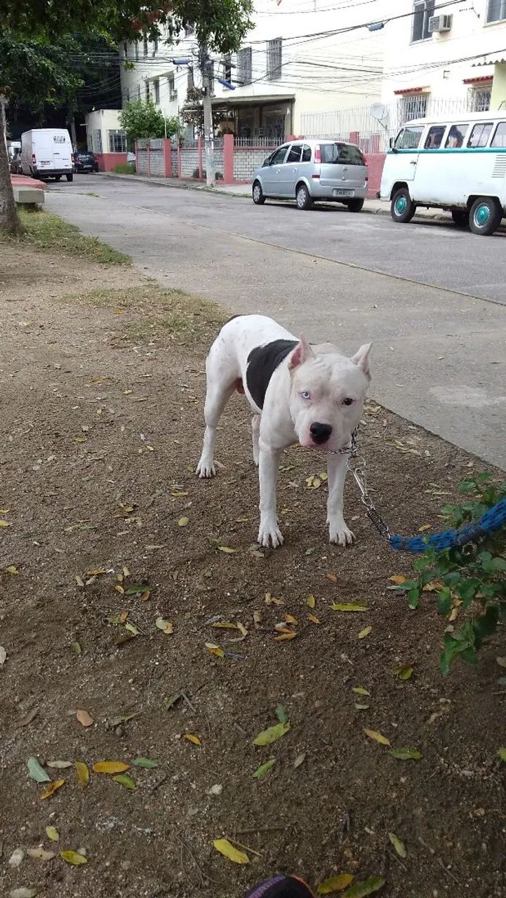 Adoção de pitbull - Foto 4