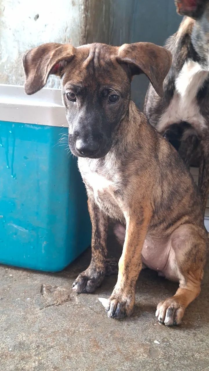 Doação de cachorras  - Foto 3