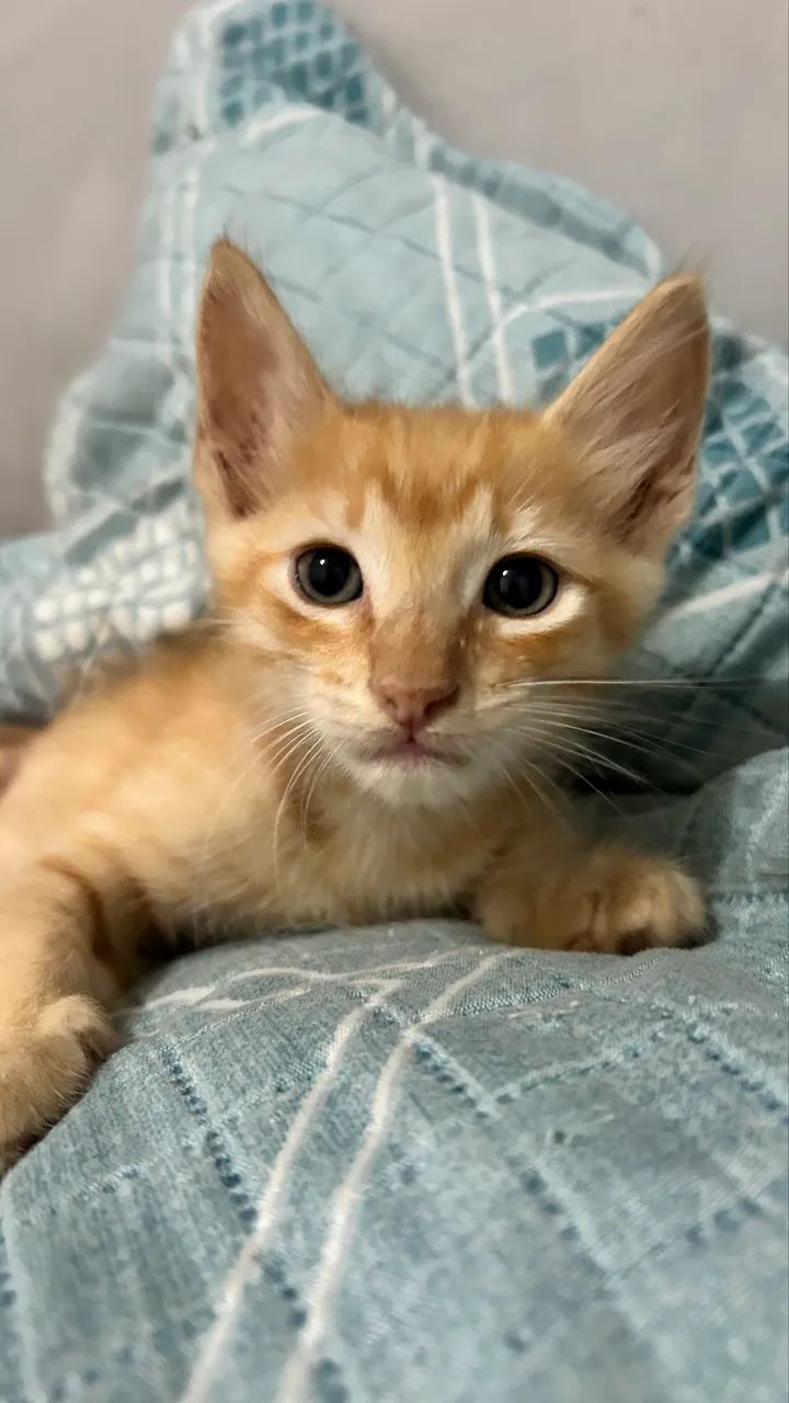Gatinhos para adoção - Foto 3