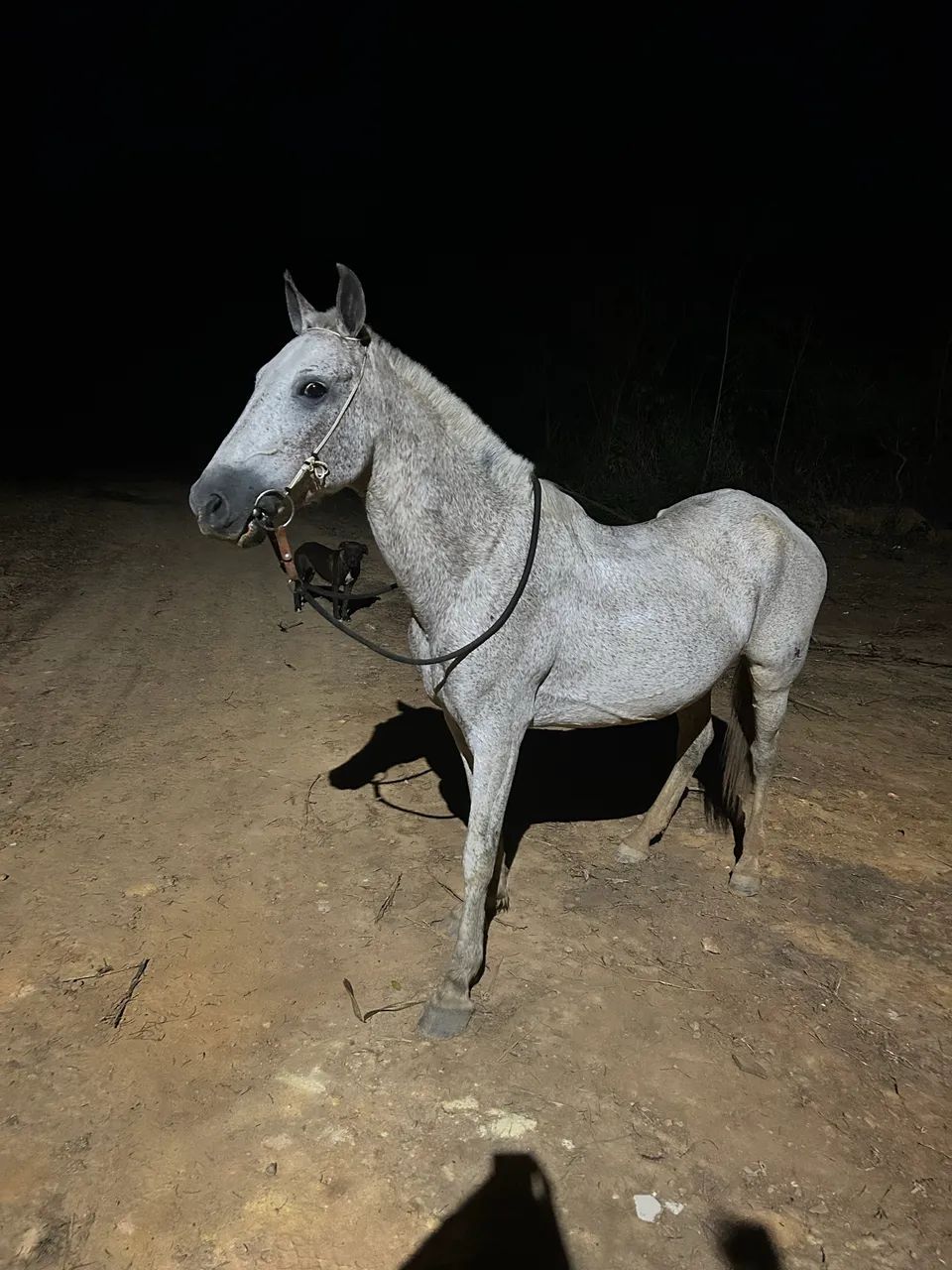 Égua registrada boa pra tirar cria  - Foto 5