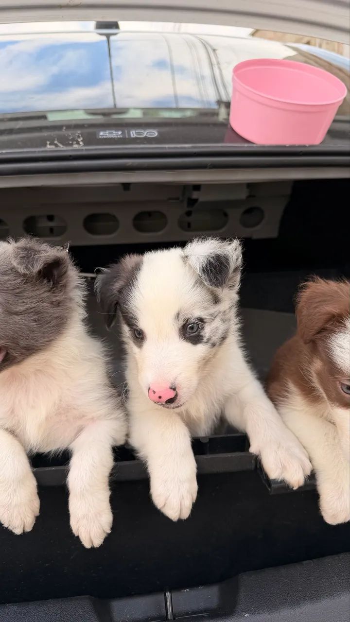 Filhos de border collie  - Foto 5