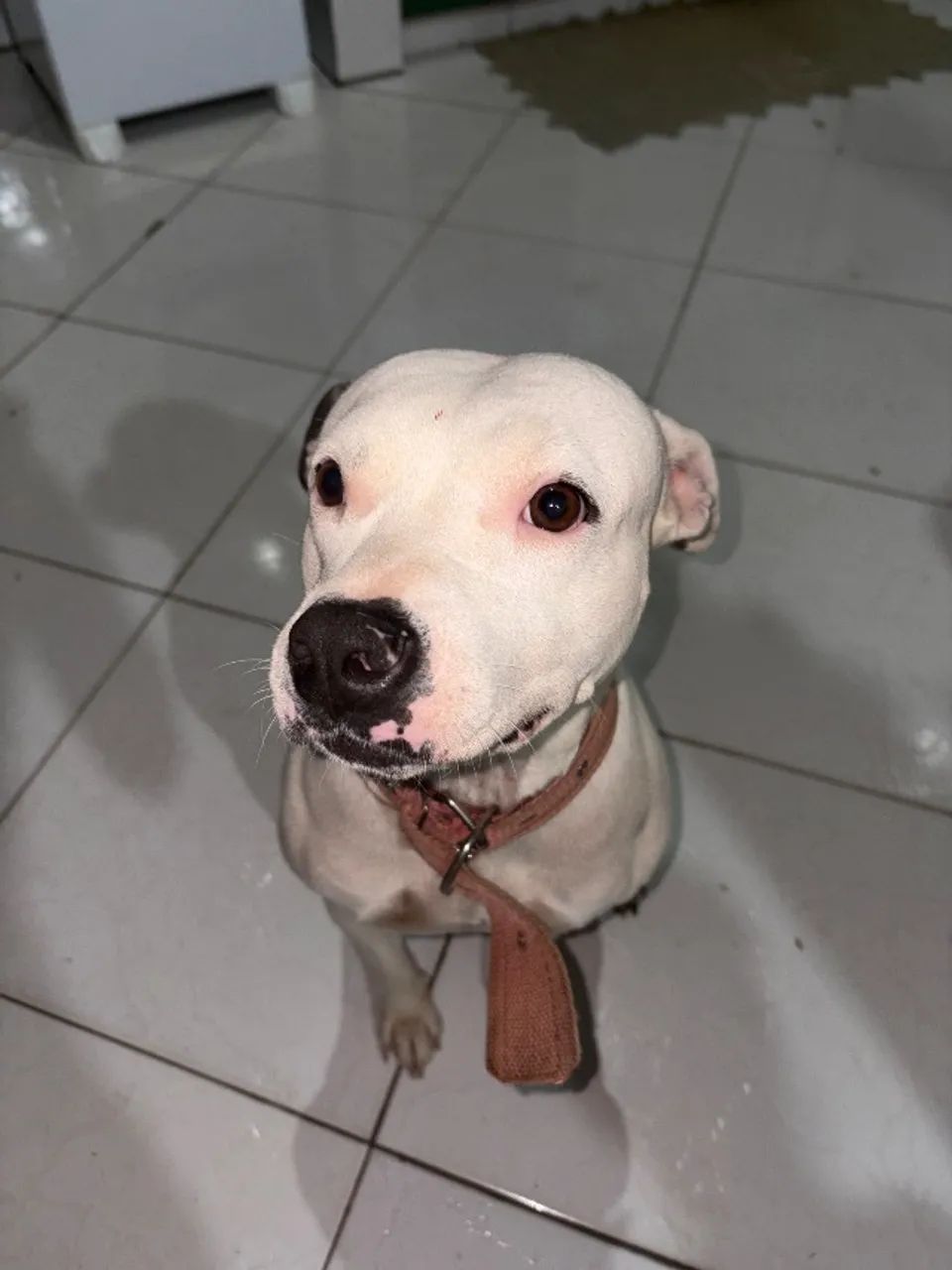 Adoção de pet - Pitbull  - Foto 3
