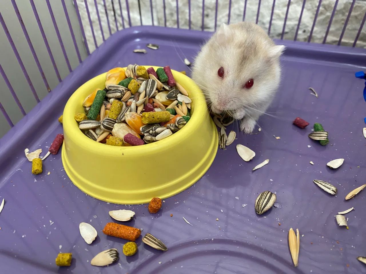  Filhotes de Hamster-Anão 6 Disponíveis  - Foto 2