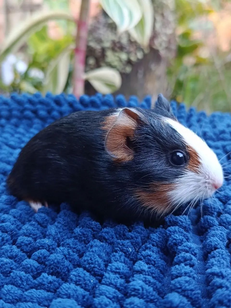 Filhote Porquinhos da Índia - Foto 3