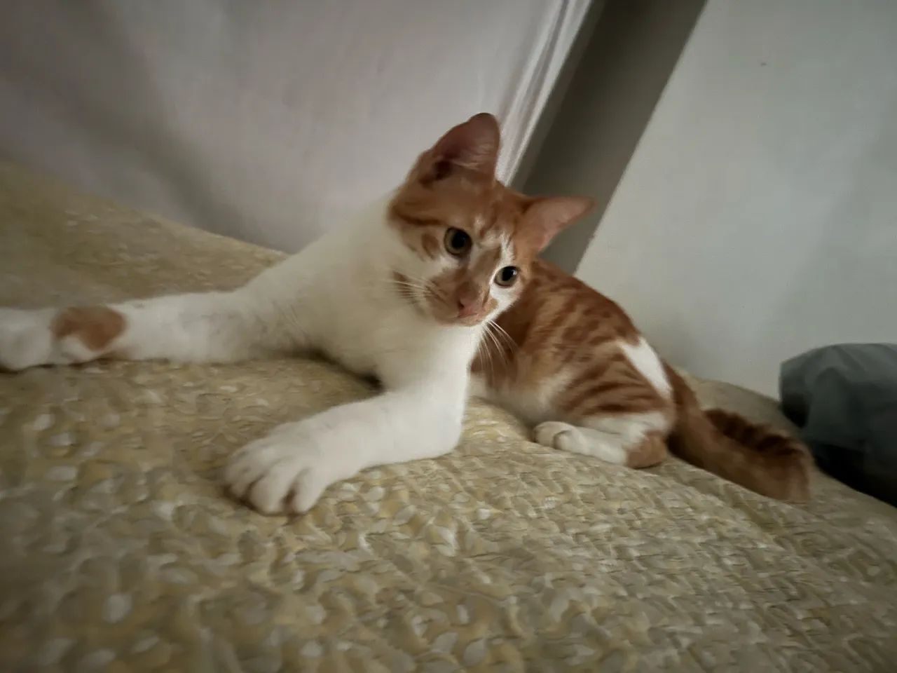 Gatinho para adoção responsável. - Foto 5