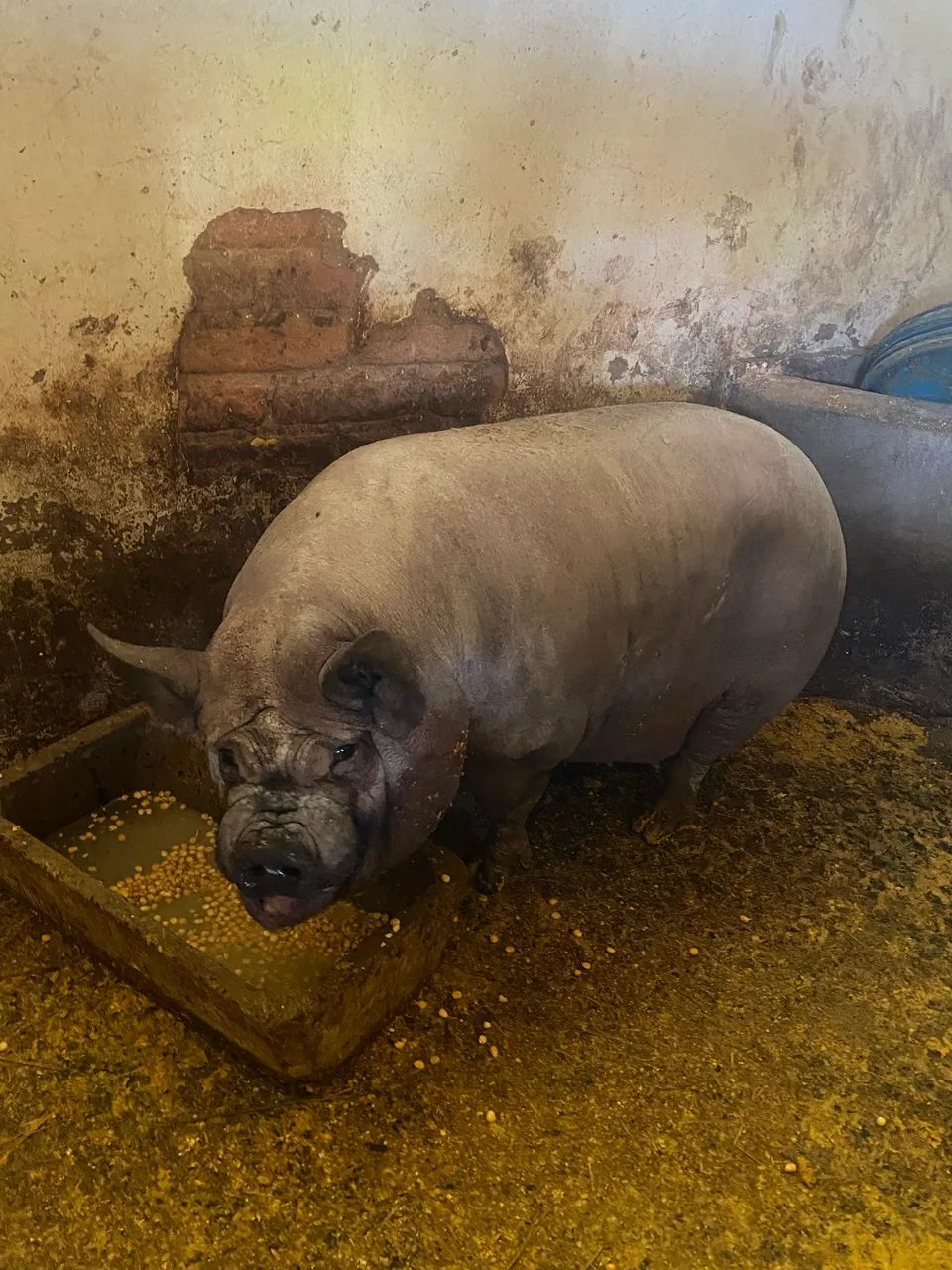 Porco cachaço caruncho  - Foto 4