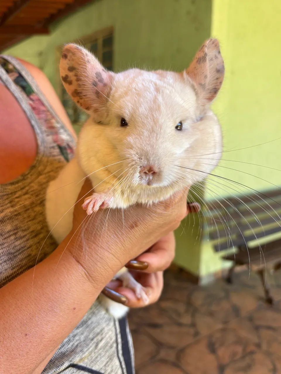 Chinchila macho adulto - Foto 3