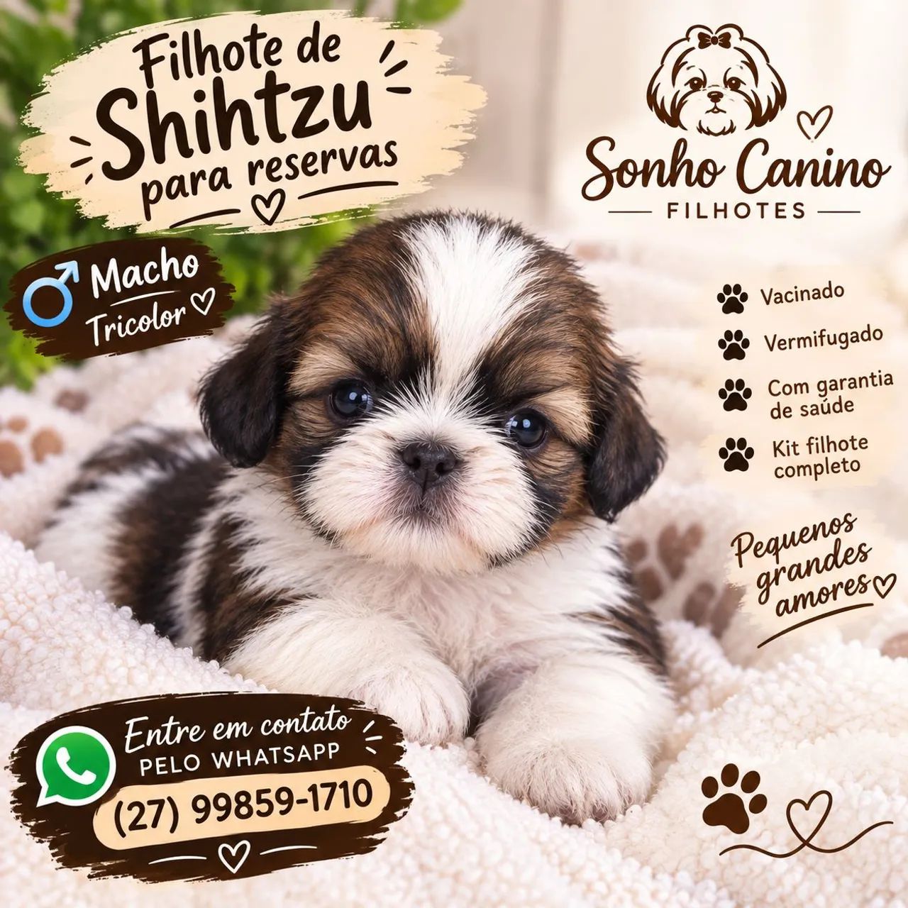 Shihtzu tricolor 