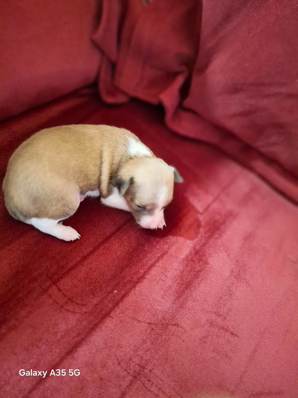 Vendo filhotes de pinscher  - Foto 4