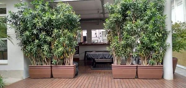 Casa no Jardim Botânico - Foto 4